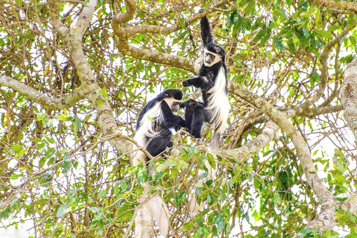 Black and White Colobus in Arusha National Park