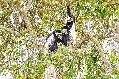 Black and White Colobus in Arusha National Park