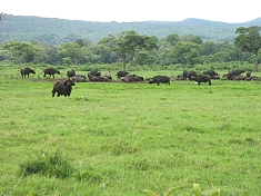 Buffalos in Arusha National Park