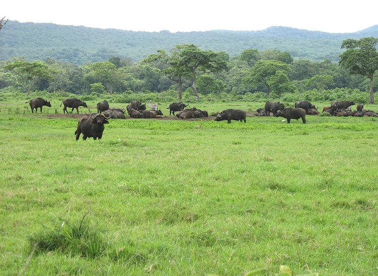 Buffalos in Arusha National Park