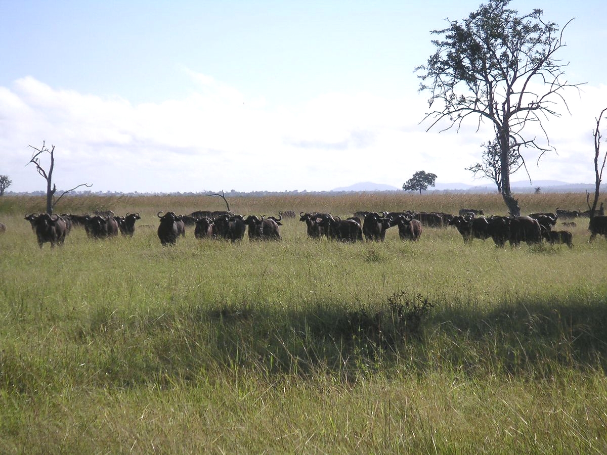 Buffalos in Mikumi Park