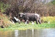 Buffalos in Selous Game Reserve