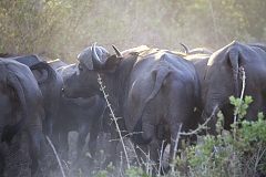 Buffalos in Selous Game Reserve