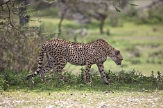 Cheeter in Serengeti National Park