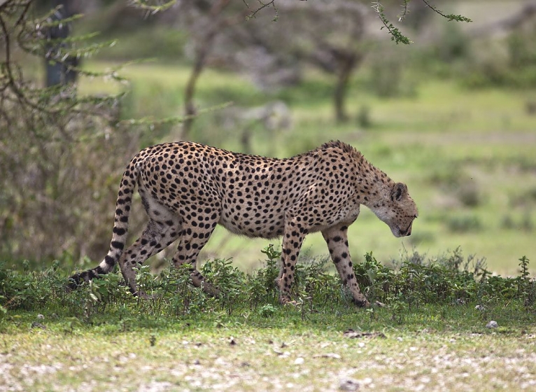Cheeter in Serengeti National Park