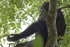 Chimp at Gombe National Park