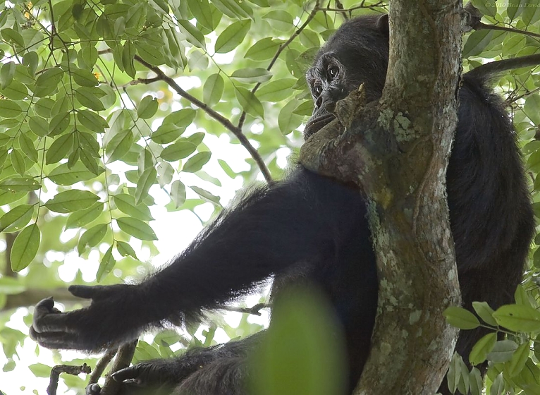 Chimp at Gombe National Park