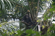 Chimpanzee at Gombe
