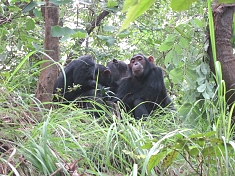 Chimpanzee at Gombe Stream National Park