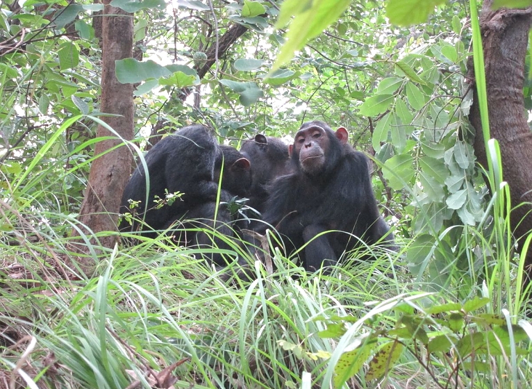 Chimpanzee at Gombe Stream National Park
