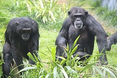 Chimps in Mahale Mountain National Park