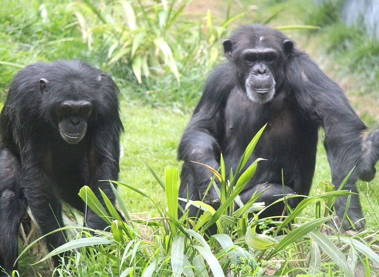Chimps in Mahale Mountain National Park