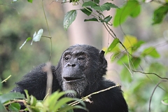 Chimps in Mahale Mountain National Park