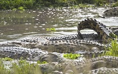 Crocodiles in Katavi National Park