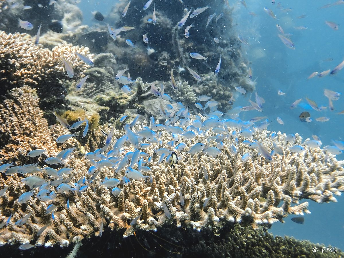 Diving in Zanzibar