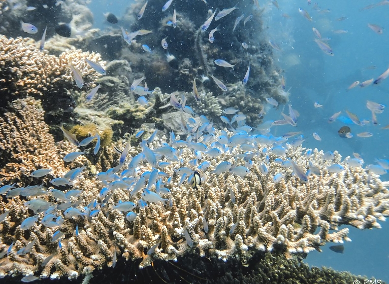 Diving in Zanzibar