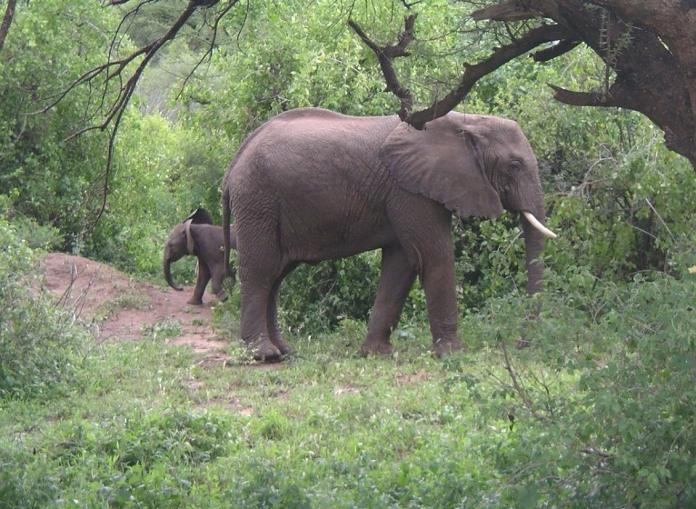 Elephants in Lake Manyara Park