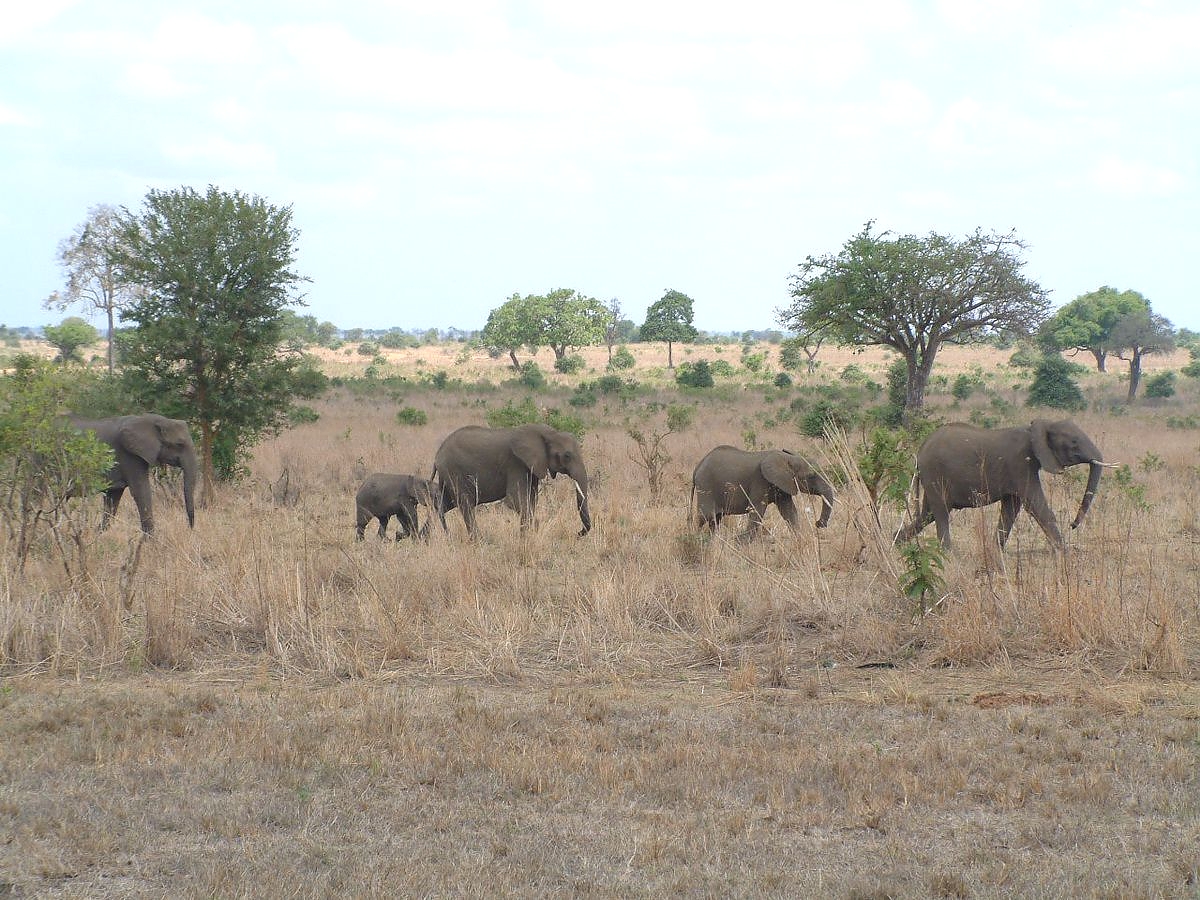 Elephants in Mikumi National Park