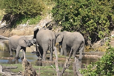 Elephants in Ruaha Park