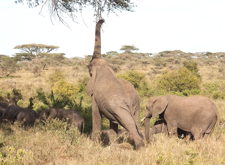 Elephants in Serengeti National Park