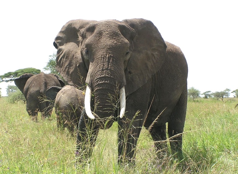 Elephants in the Ngorongoro Crater