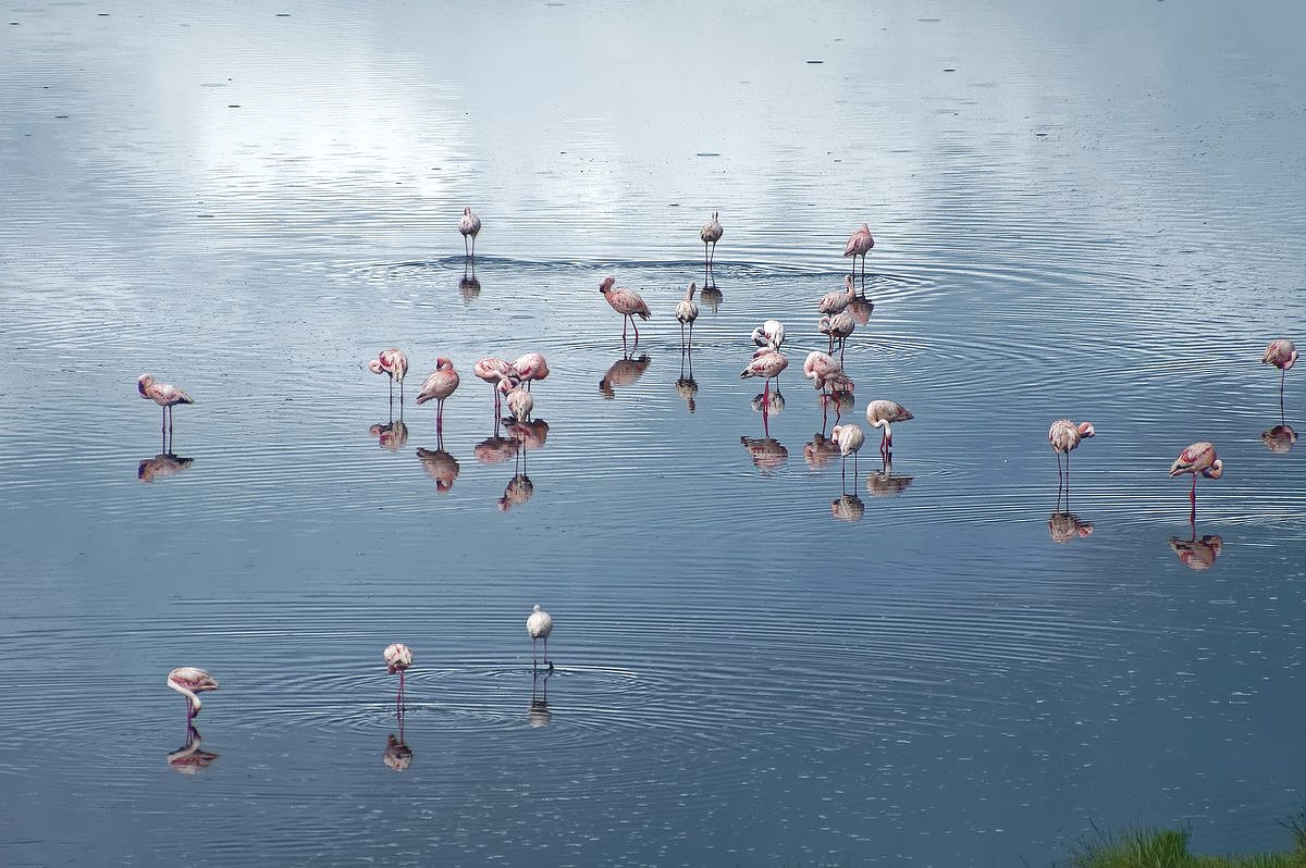 Flamingos in Arusha National Park