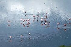 Flamingos in Arusha National Park