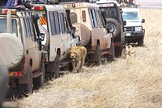 Game Drives in the Ngorongoro Crater