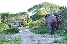 Game Drives in the Serengeti