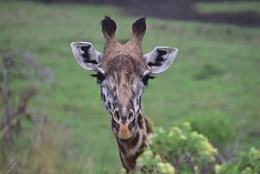 Giraffe in Arusha National Park