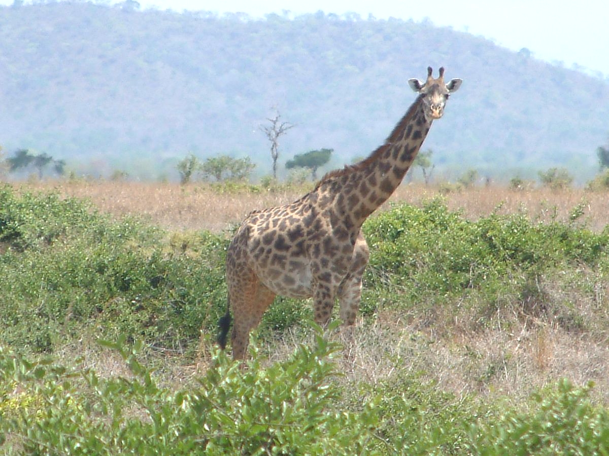 Giraffe in Mikumi National Park