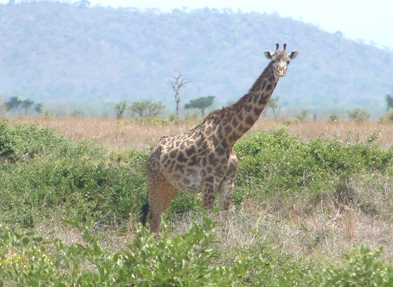 Giraffe in Mikumi National Park