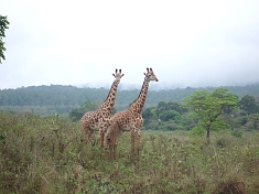 Giraffes in Arusha National Park