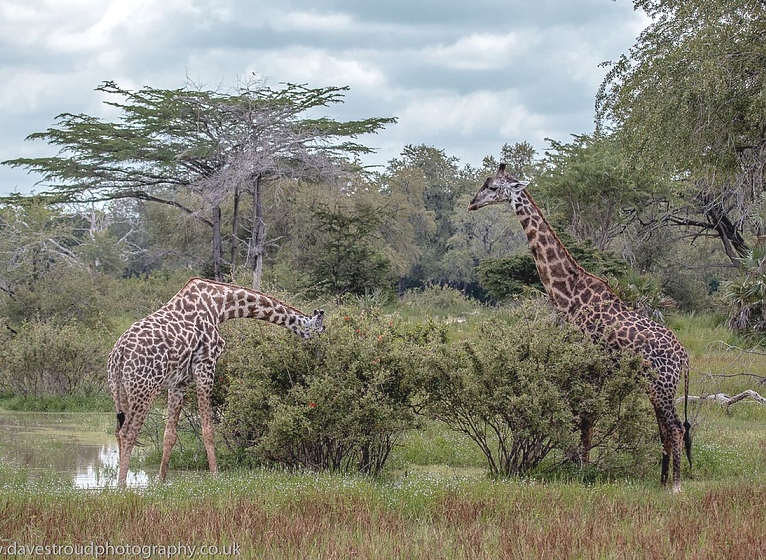 Giraffes in Selous Game Reserve