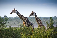 Giraffes in the Ngorongoro Crater