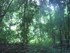 Gombe Stream Forest