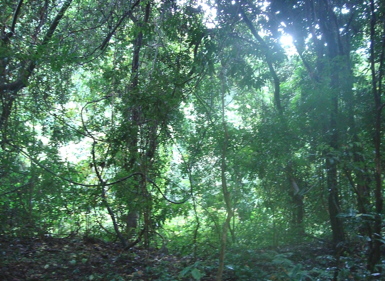 Gombe Stream Forest