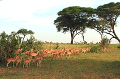 Impalas in Tarangire National Park