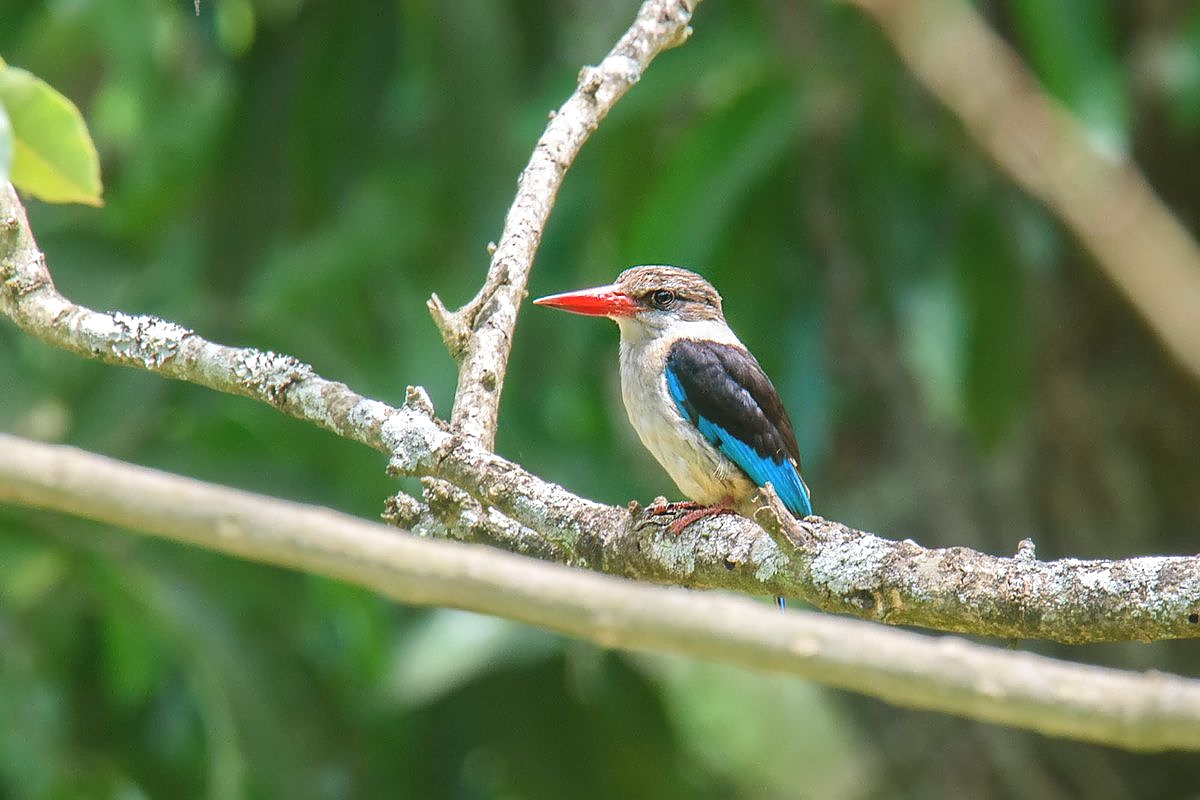 Kingfisher in Arusha National Park