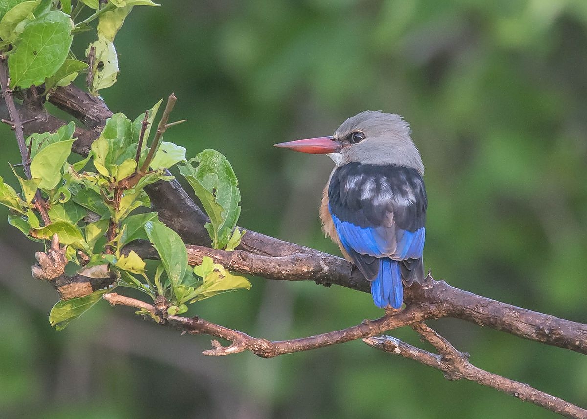 Kingfisher in Katavi