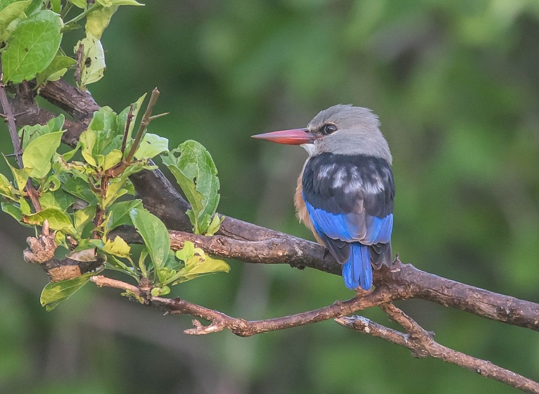 Kingfisher in Katavi