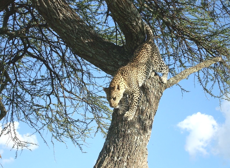 Leopard Tree Climbing in Serengeti National Park