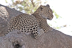 Leopard in Serengeti National Park
