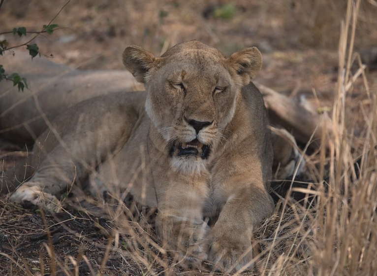 Lioness in Katavi National Park
