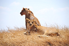 Lions in Serengeti National Park