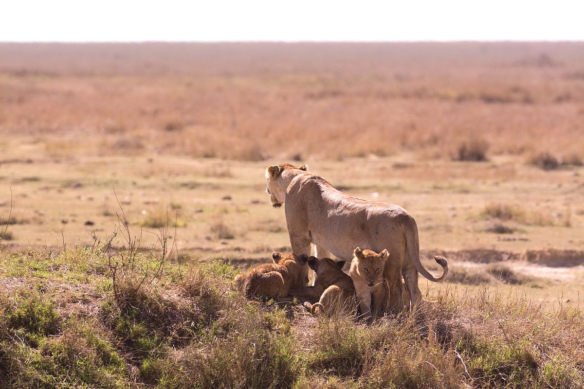Lions in the Ngorongoro Crater