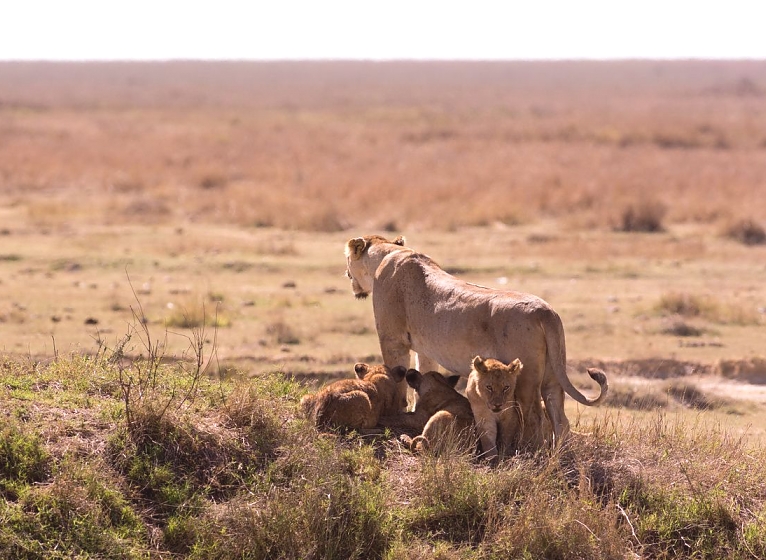 Lions in the Ngorongoro Crater