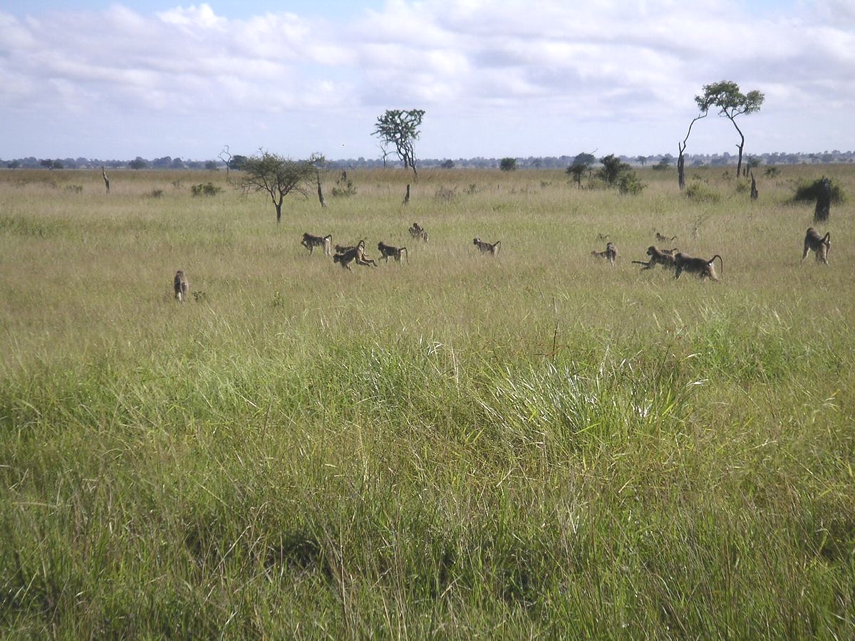 Baboons in Mikumi National Park
