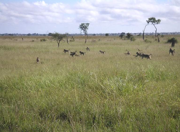Baboons in Mikumi National Park