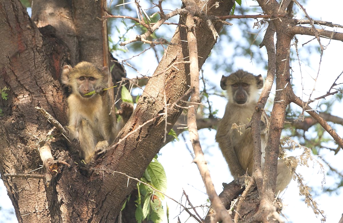 Monkeys in Katavi
